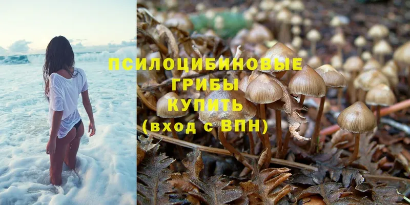 мега ССЫЛКА  Билибино  Галлюциногенные грибы Psilocybe 